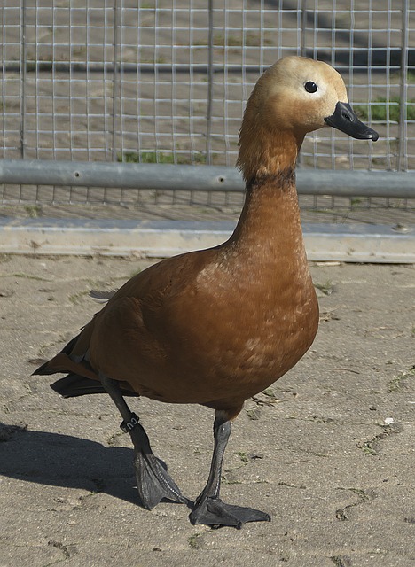 为广泛